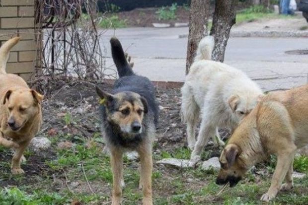 В Баку бездомные собаки напали на несовершеннолетнюю девочку
 