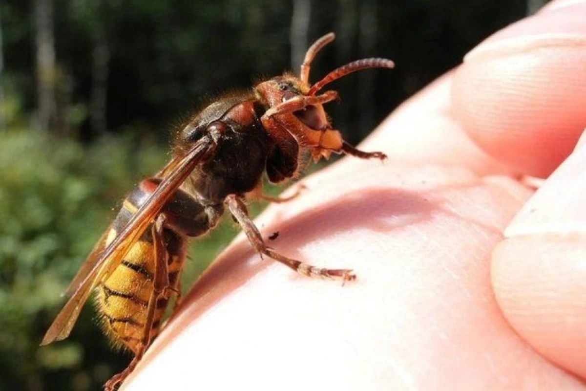 Житель Шахбуза умер от укуса пчелы
 