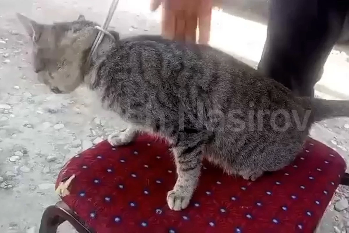 В Кюрдамирском районе мужчина повесил кошку - ВИДЕО
 