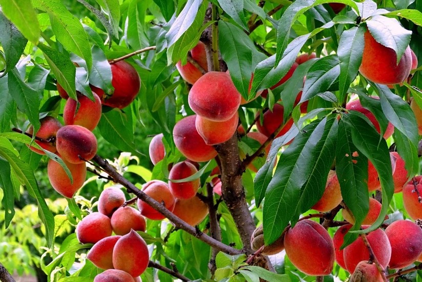 Азербайджан в 2025 году удвоил экспорт персиков
 