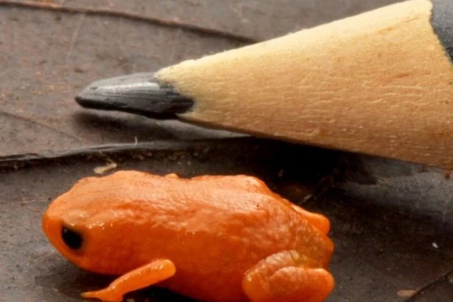 В Бразилии открыли вид лягушек длиной 14 мм
 