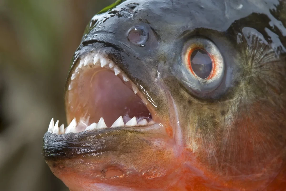 Пираньи растерзали двухлетнюю девочку в Бразилии
 