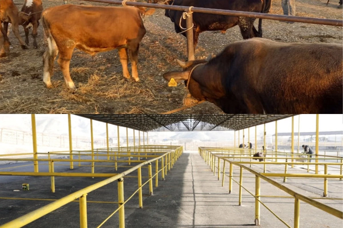 В Шамахинском и Гёйчайском районах возобновили работу рынки продажи животных
 